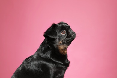 Adorable black Petit Brabancon dog on pink background