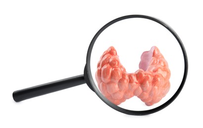 Photo of Plastic model of afflicted thyroid on white background, view through magnifying glass