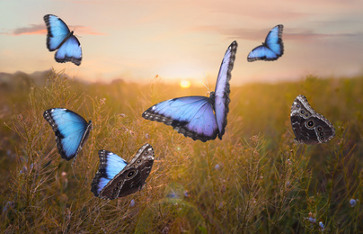 Image of Sunlit field with beautiful butterflies in morning