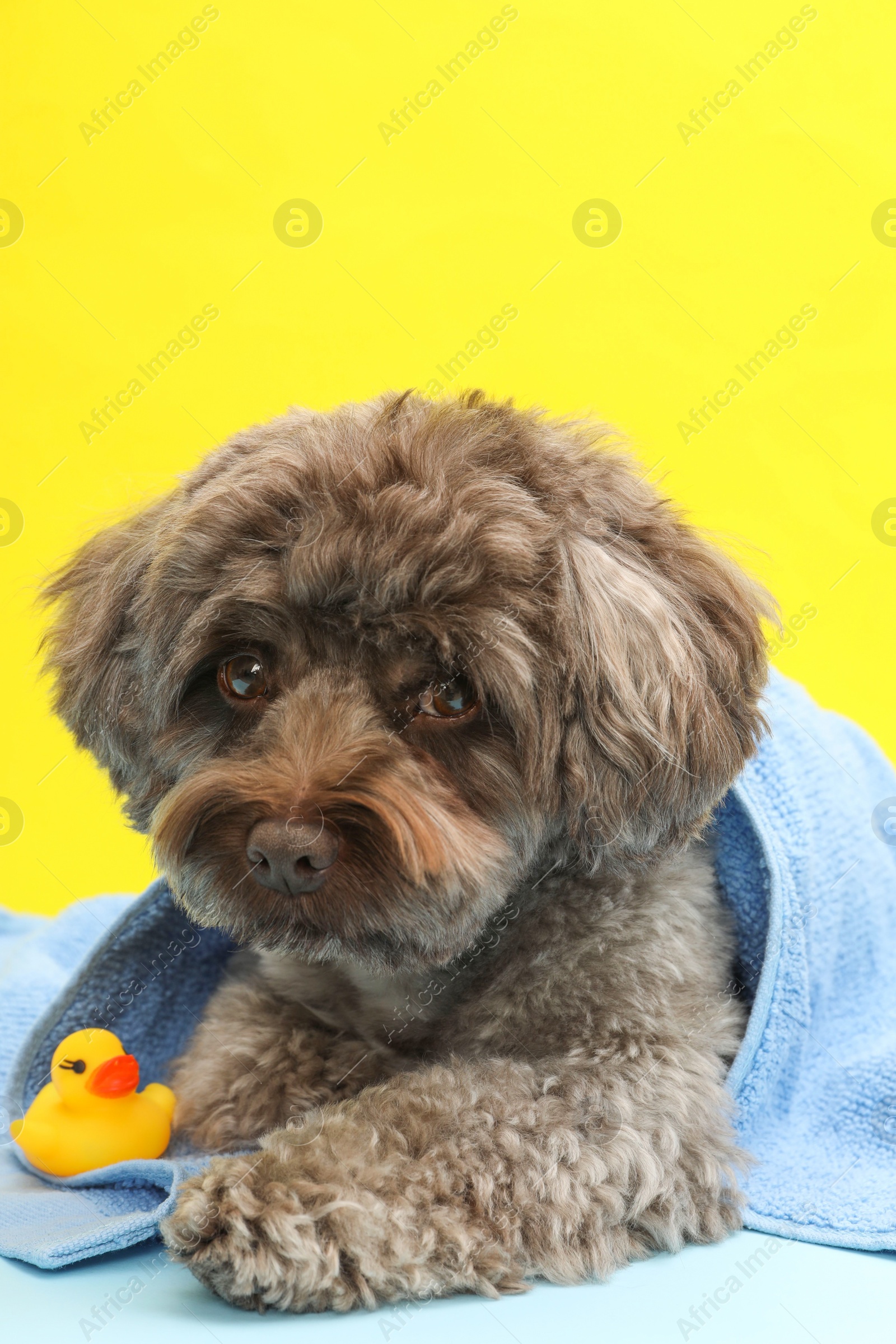 Photo of Cute Maltipoo dog wrapped in towel and bath duck on yellow background. Lovely pet