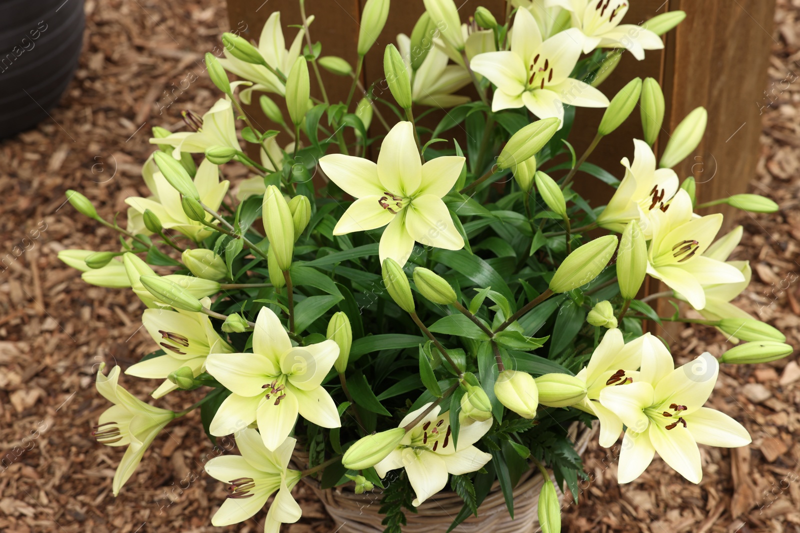 Photo of Beautiful lily flowers in wicker pot outdoors, closeup