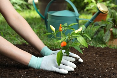 Woman transplanting pepper plant into soil in garden, closeup