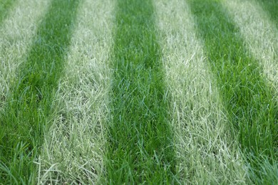 Image of Green grass with white markings, closeup view