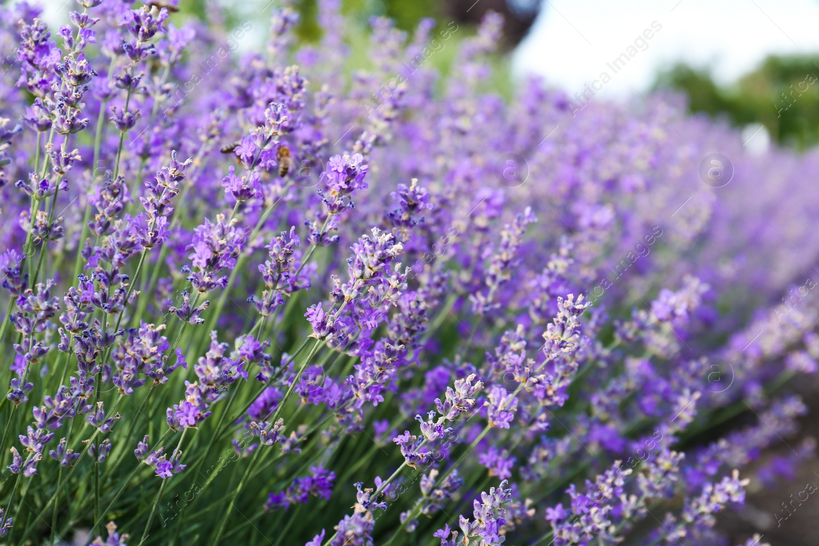 Photo of Beautiful blooming lavender plants growing in field, closeup