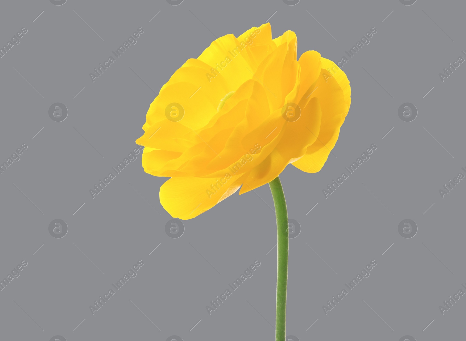 Image of Color of the year 2021. Beautiful yellow ranunculus flower on grey background