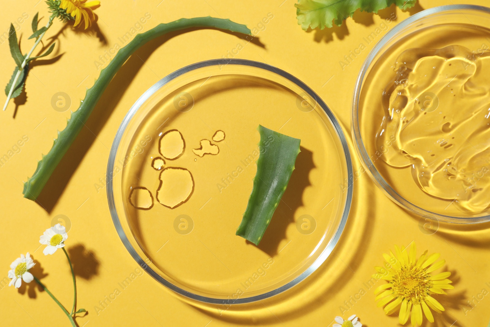 Photo of Flat lay composition with Petri dishes and plants on yellow background