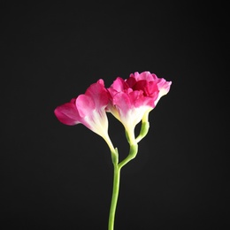 Photo of Beautiful bright freesia flower on dark background