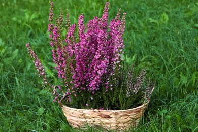 Photo of Wicker basket with blooming heather flowers on green grass outdoors