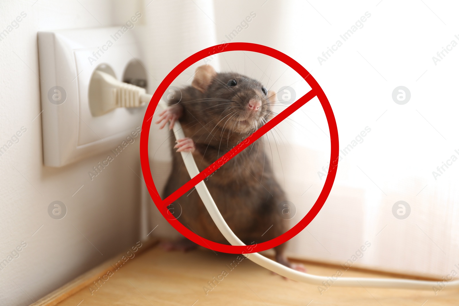 Image of Rat with prohibition sign near power socket indoors. Pest control