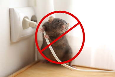 Image of Rat with prohibition sign near power socket indoors. Pest control
