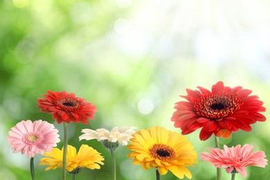 Image of Beautiful colorful gerbera flowers outdoors on sunny day, bokeh effect