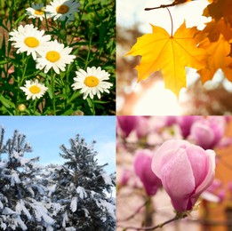 Image of Four seasons. Collage design with beautiful photos of nature