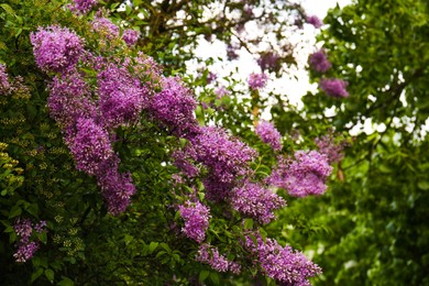 Photo of Beautiful blossoming pink lilac growing in garden