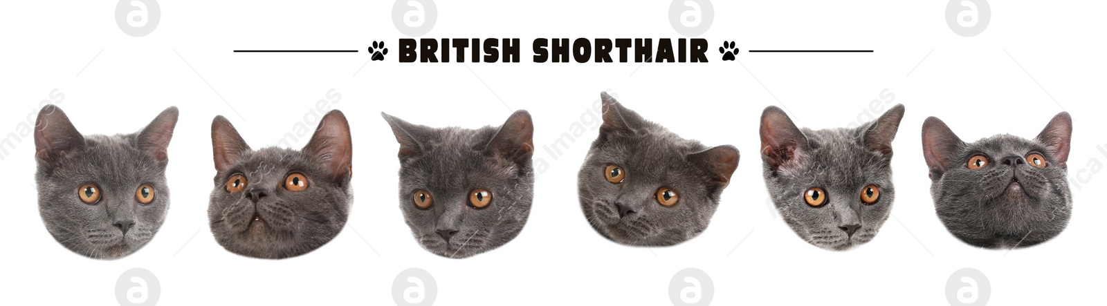 Image of Cute British Shorthair cats on white background, collage. Banner design