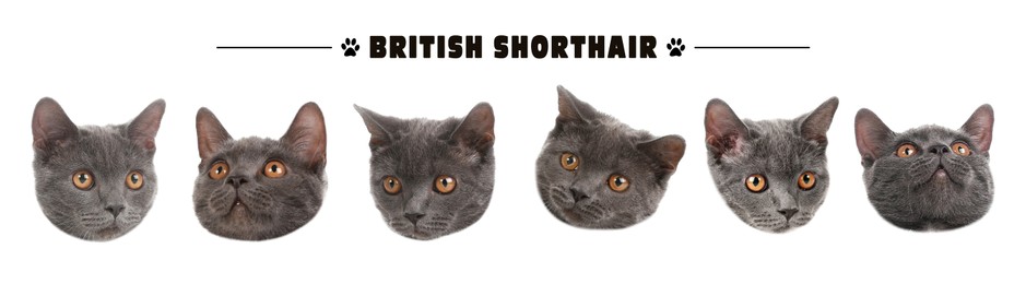 Cute British Shorthair cats on white background, collage. Banner design