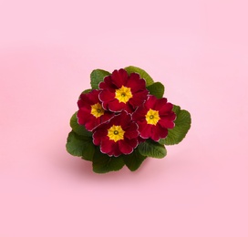 Beautiful primula (primrose) plant with red flowers on pink background, top view. Spring blossom