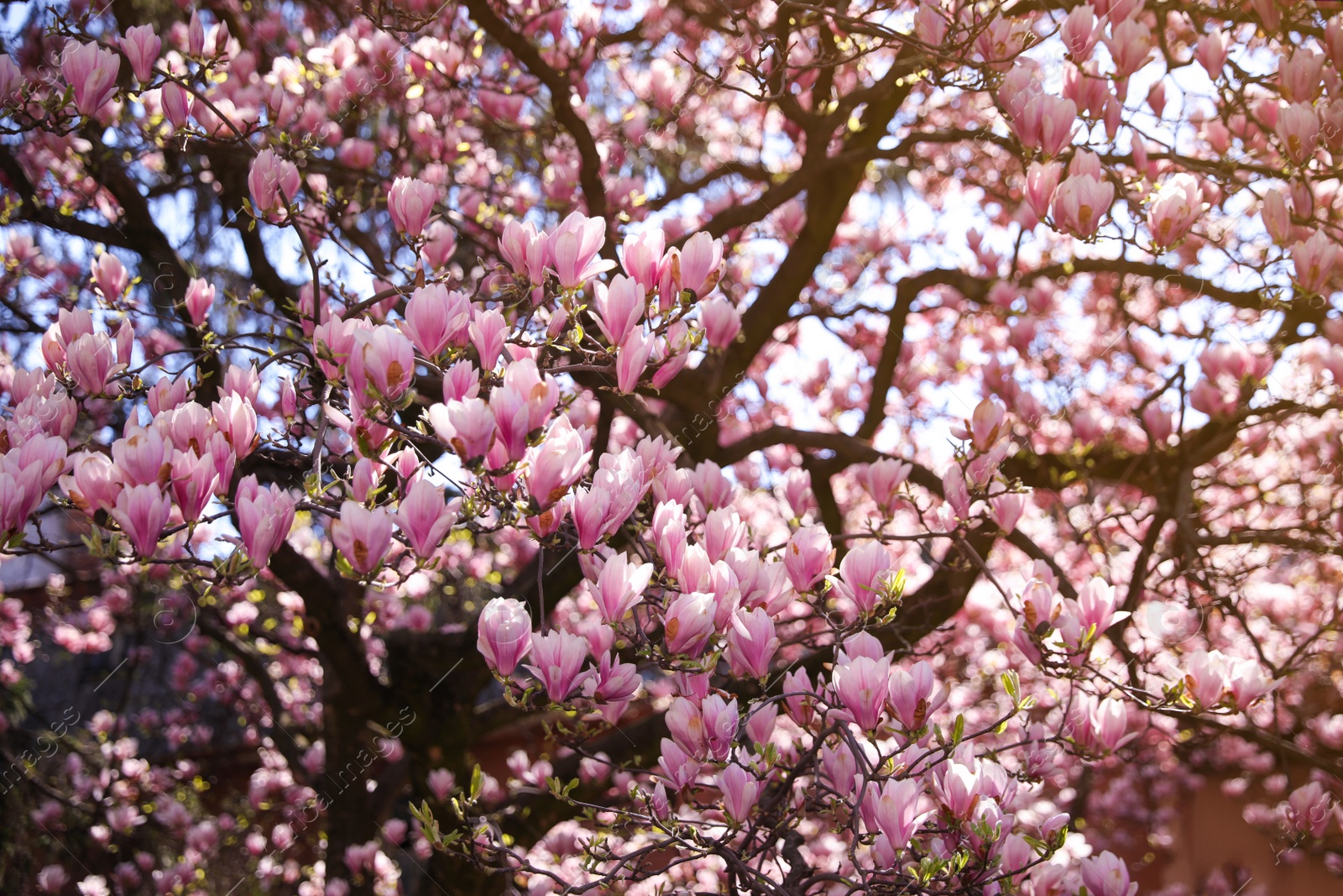 Photo of Closeup view of blooming magnolia tree on sunny day