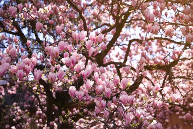 Photo of Closeup view of blooming magnolia tree on sunny day