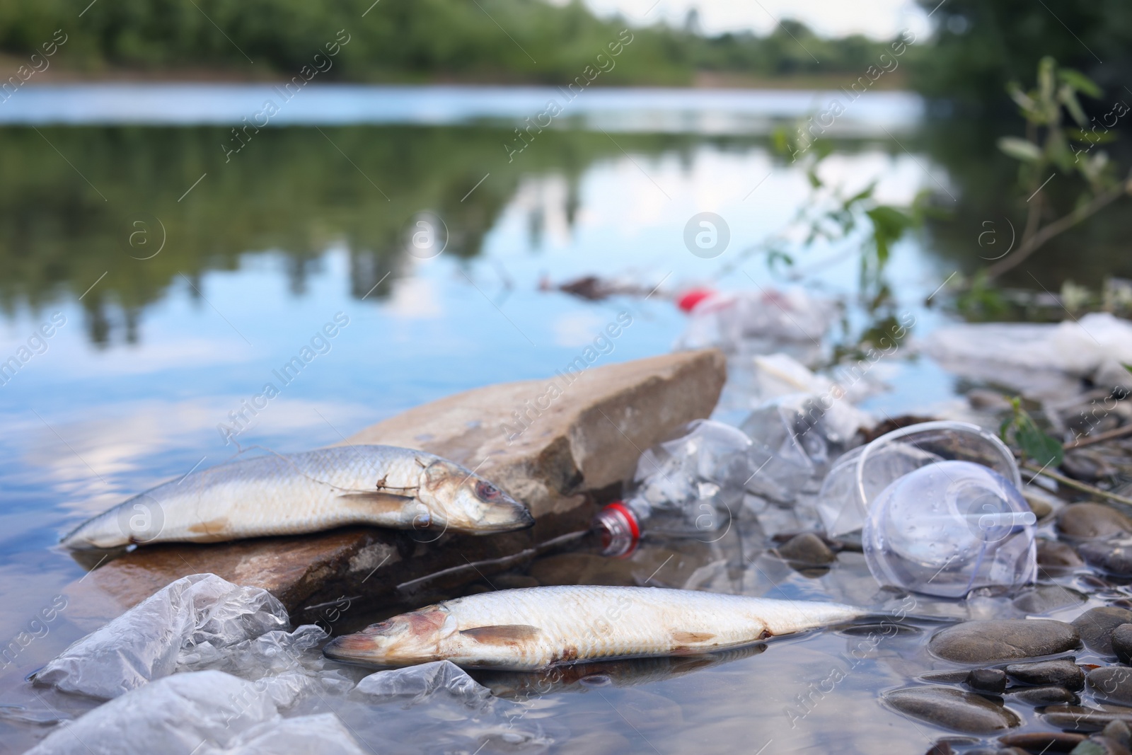 Photo of Dead fishes among trash in river. Environmental pollution concept