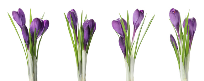 Image of Set of beautiful crocuses on white background, banner design. Spring flowers