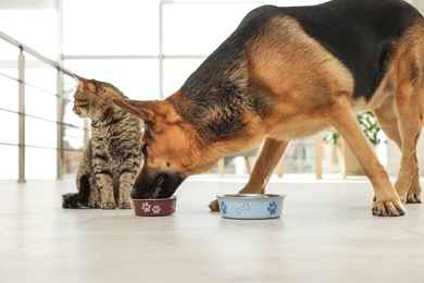 Photo of Dog stealing food from cat's bowl on floor indoors. Funny friends