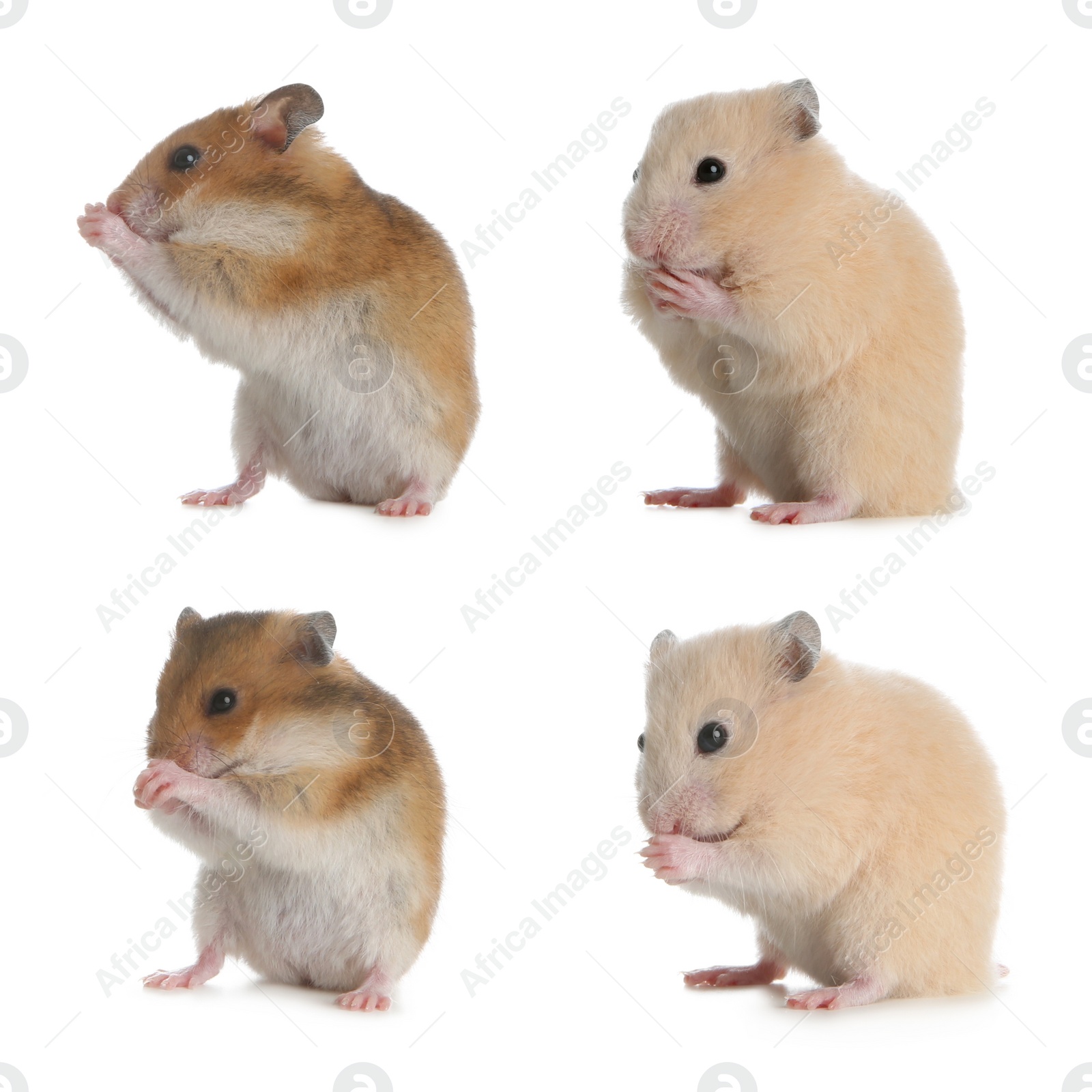 Image of Set with cute funny hamsters on white background 