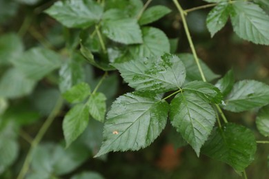 Photo of Beautiful wild plant with wet green leaves growing outdoors, closeup