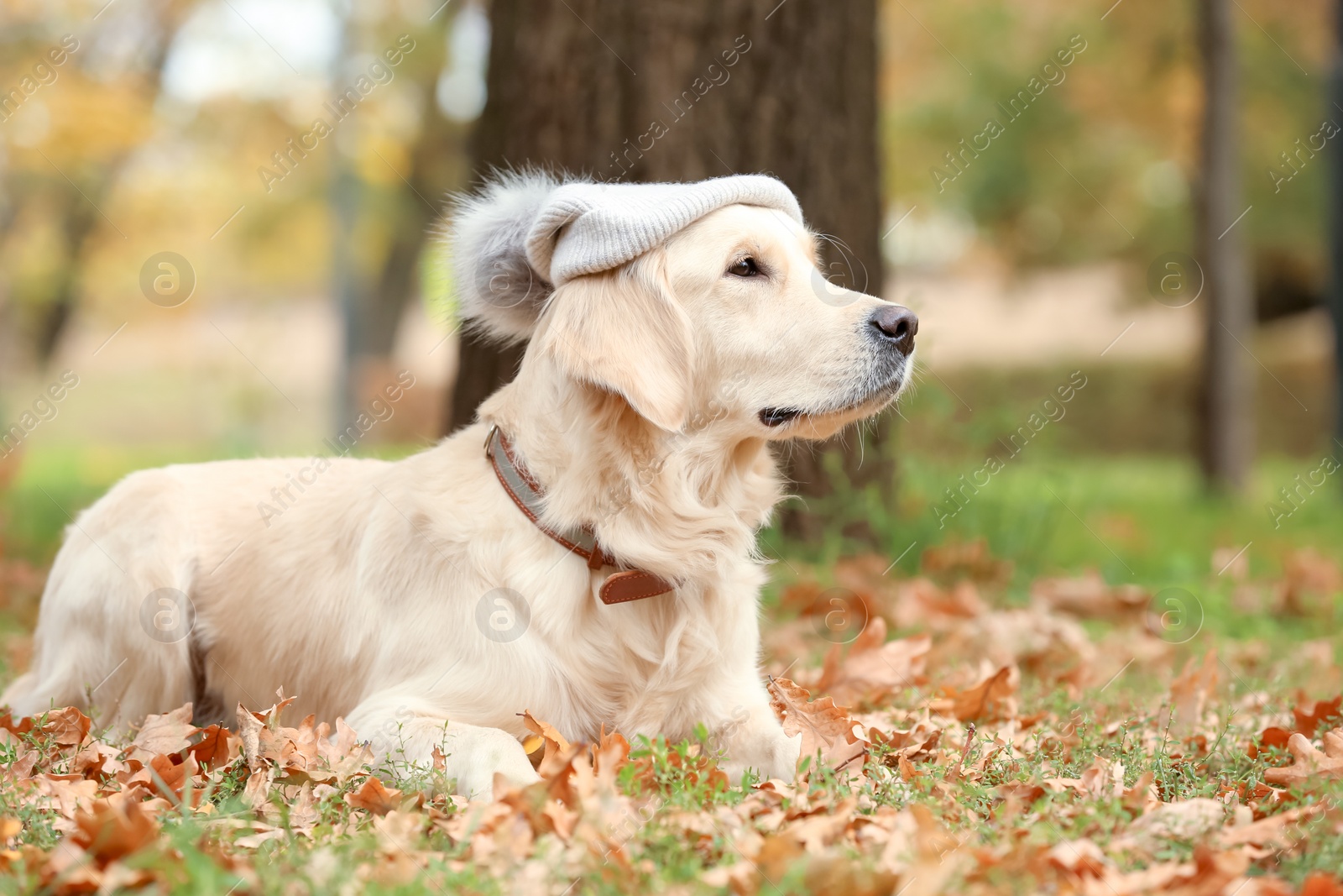 Photo of Funny Labrador Retriever wearing warm hat in beautiful autumn park