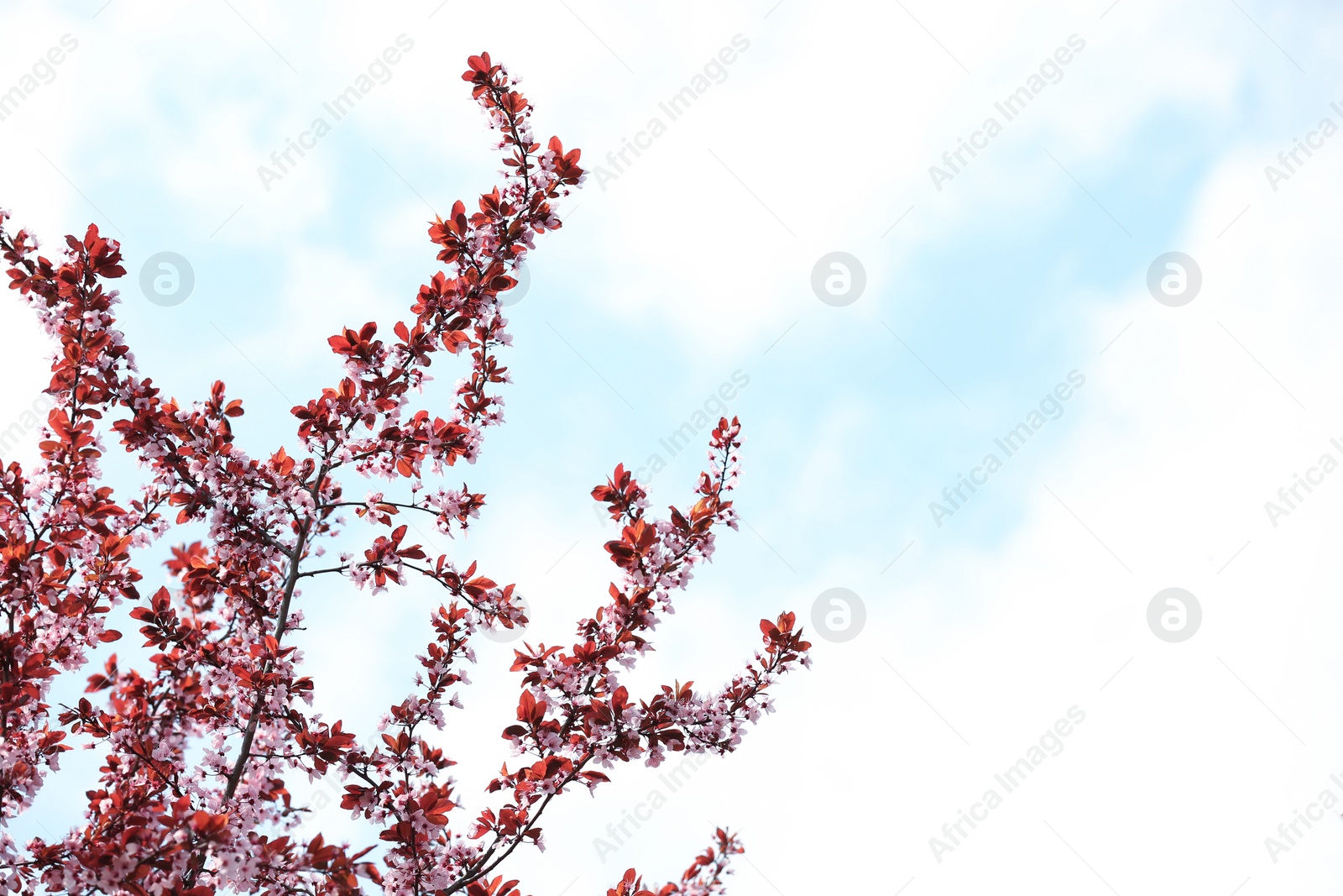 Photo of Tree branches with tiny tender flowers against sky, space for text. Amazing spring blossom