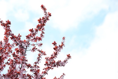 Photo of Tree branches with tiny tender flowers against sky, space for text. Amazing spring blossom