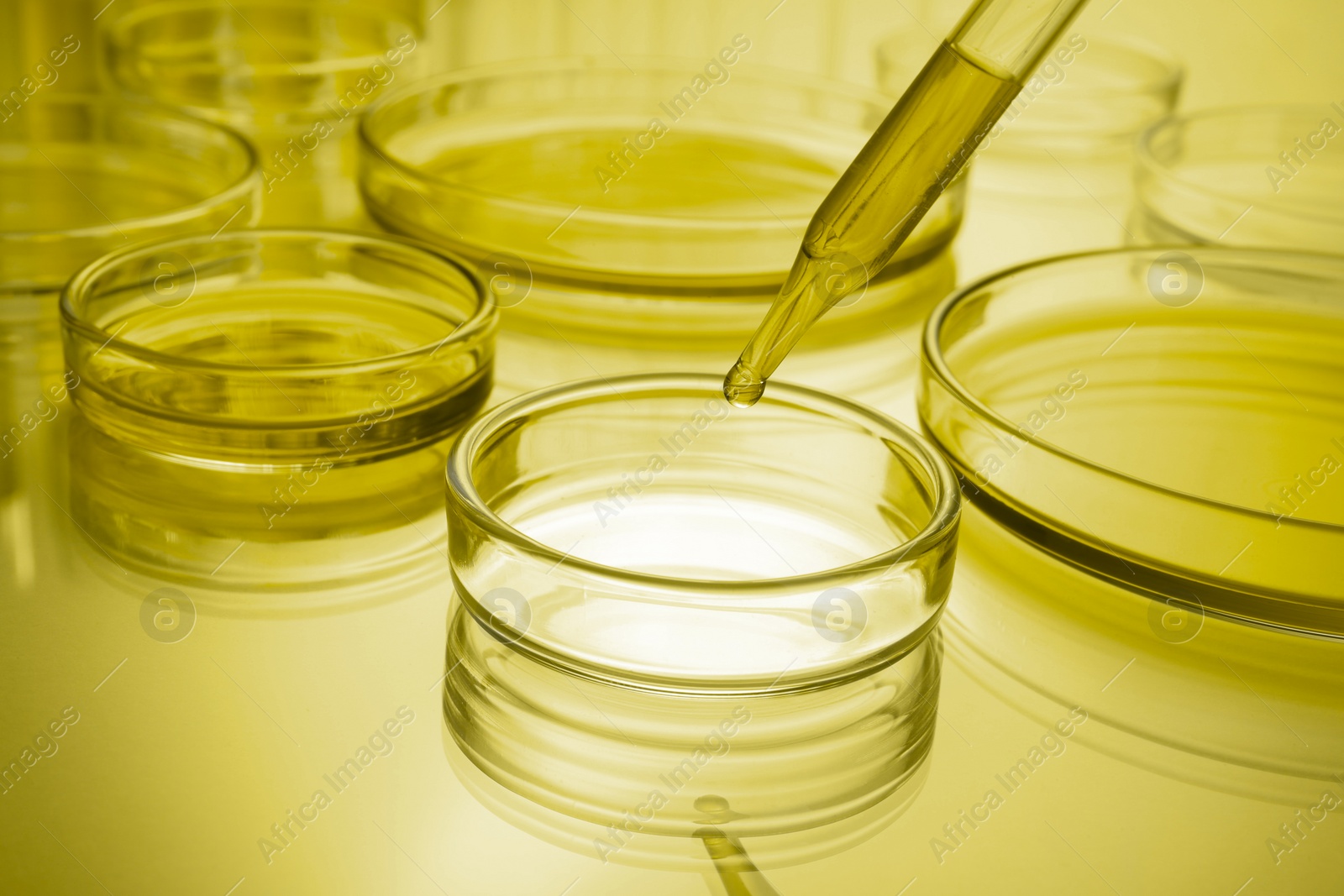 Image of Dropping reagent into Petri dish with liquid on table, toned in yellow. Laboratory glassware