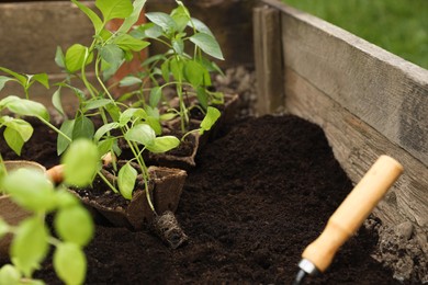 Photo of Seedlings with containers on soil outdoors. Space for text