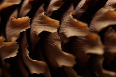 Photo of Texture of conifer cone as background, macro view