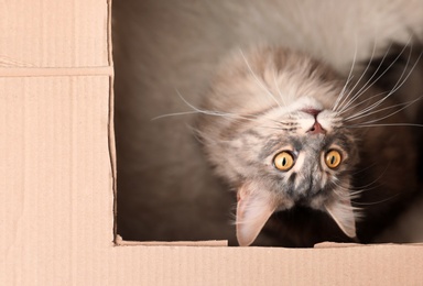 Adorable Maine Coon cat in cardboard box at home, top view