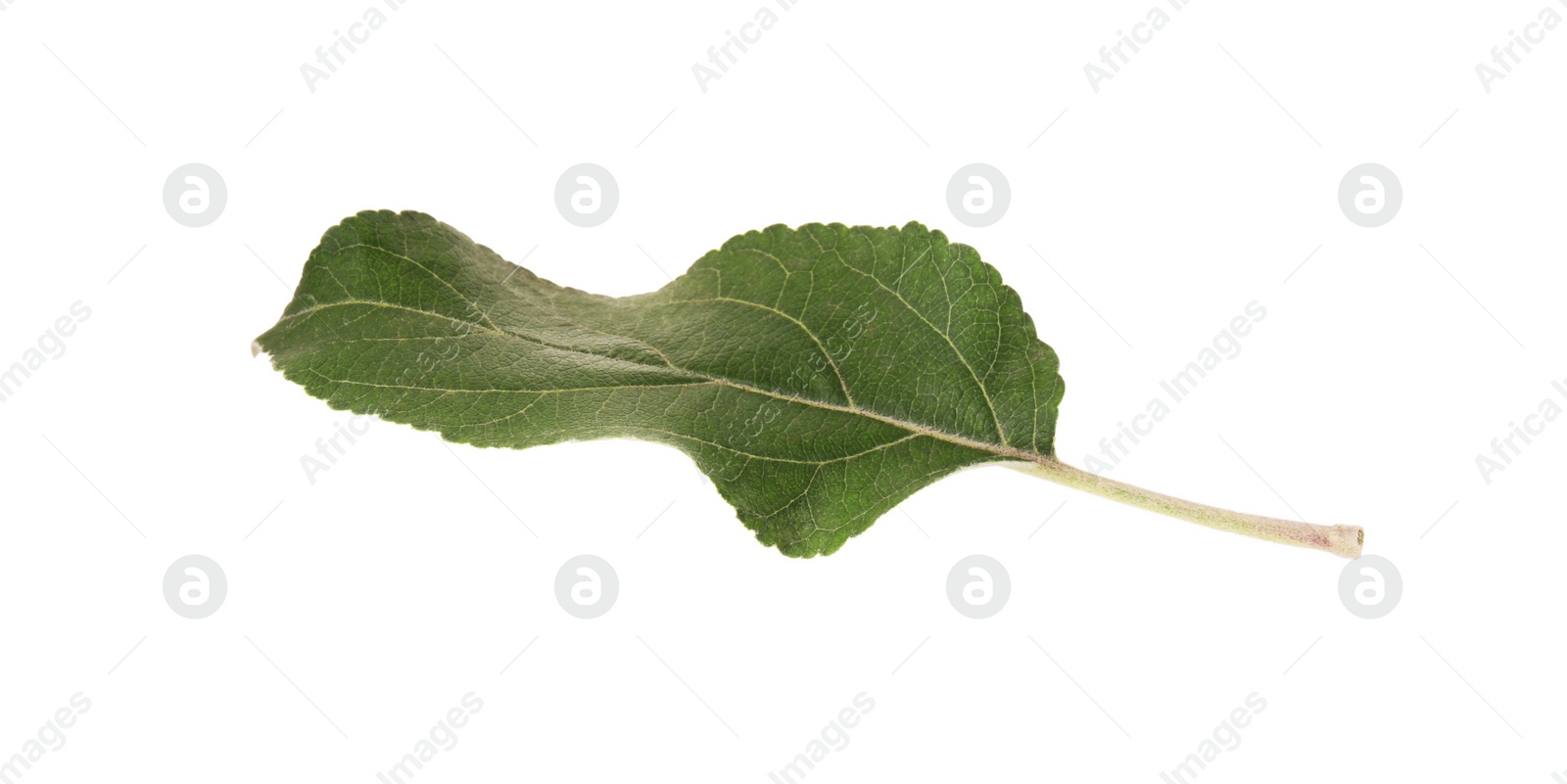 Photo of One green leaf of apple tree isolated on white