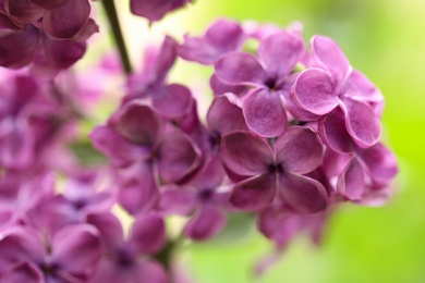 Photo of Beautiful blossoming lilac flowers on blurred background, closeup. Space for text