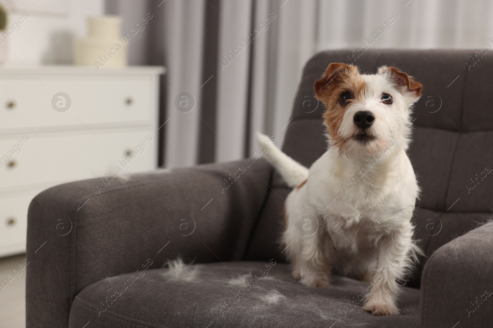 Photo of Cute dog on armchair with pet hair at home