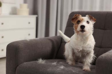 Cute dog on armchair with pet hair at home