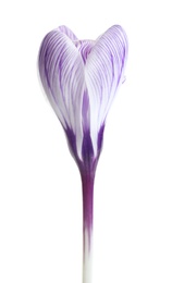 Photo of Beautiful spring crocus flower on white background