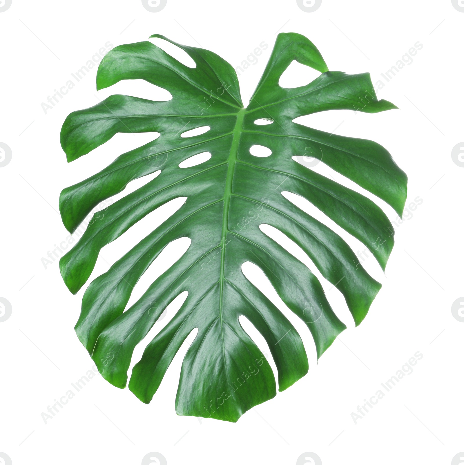 Photo of Tropical monstera leaf isolated on white