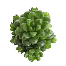 Image of Beautiful succulent on white background, top view