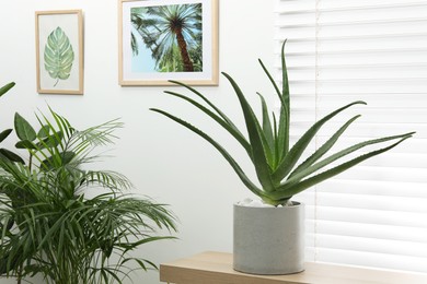 Photo of Beautiful potted aloe vera plant on table indoors