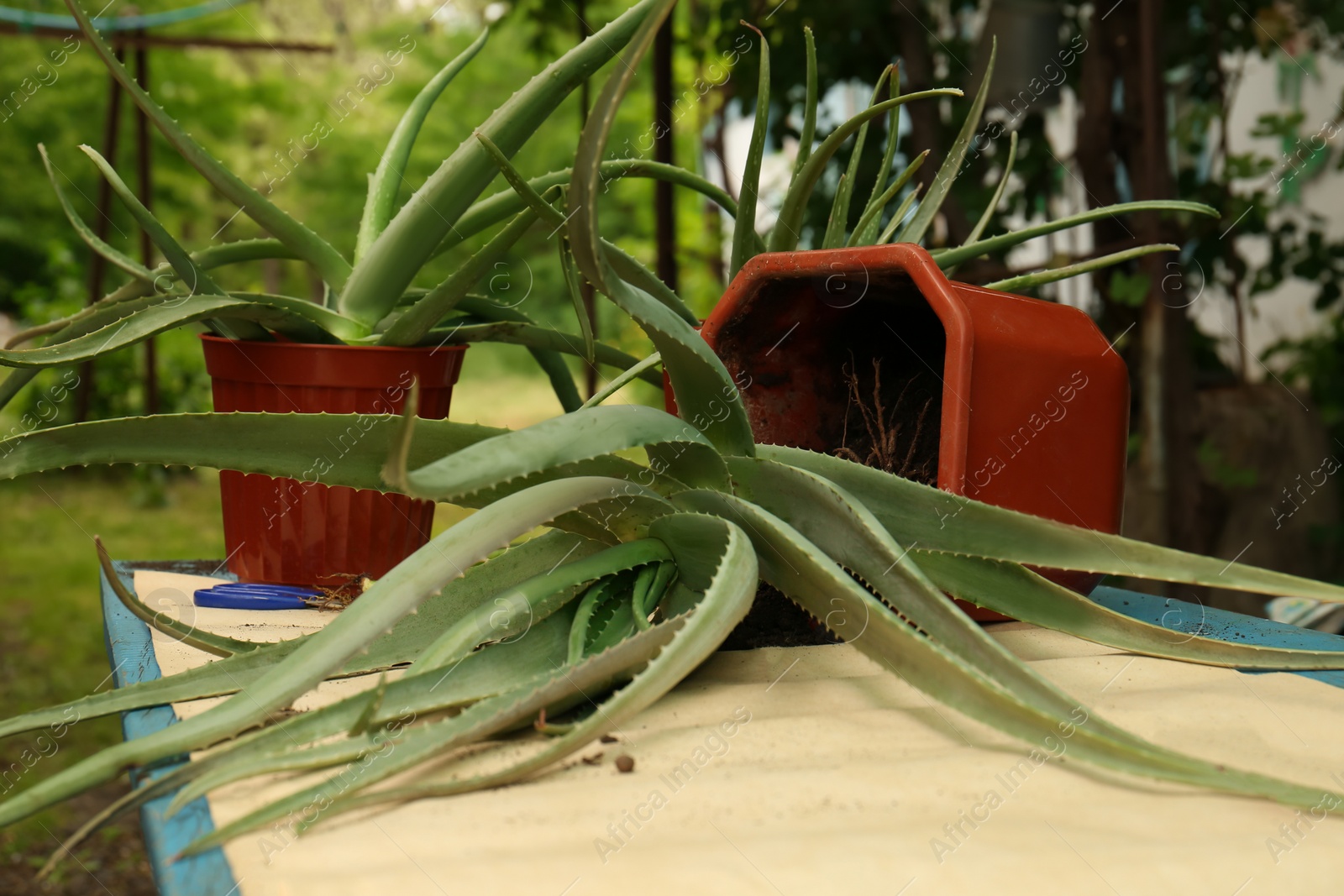 Photo of Flowerpots with aloe vera plants on table outdoors