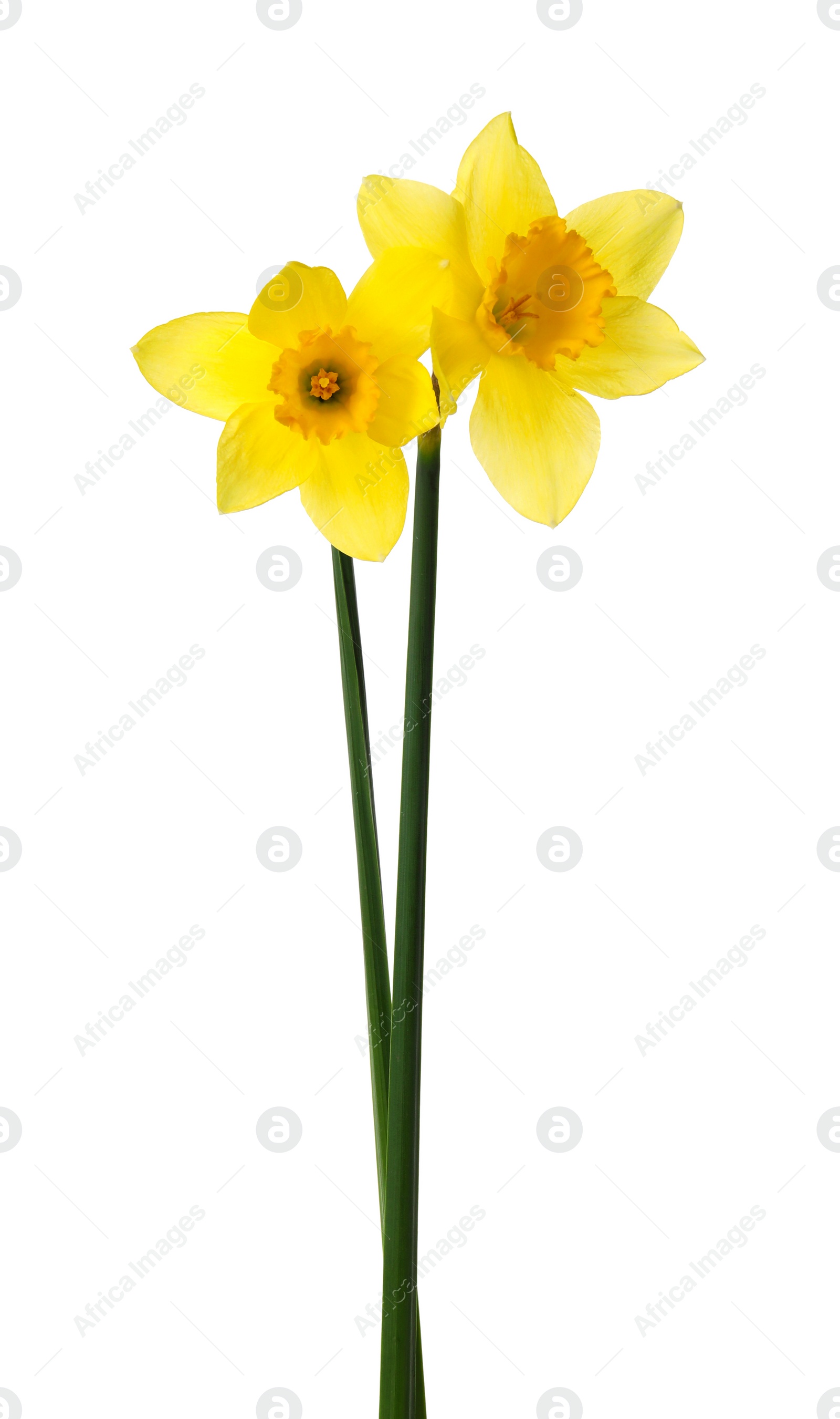 Photo of Beautiful blooming yellow daffodils on white background