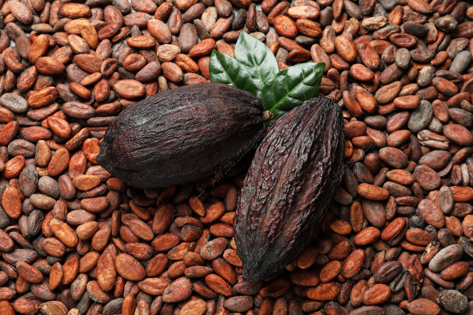 Photo of Cocoa pods with leaves on beans, top view