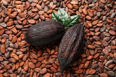 Photo of Cocoa pods with leaves on beans, top view