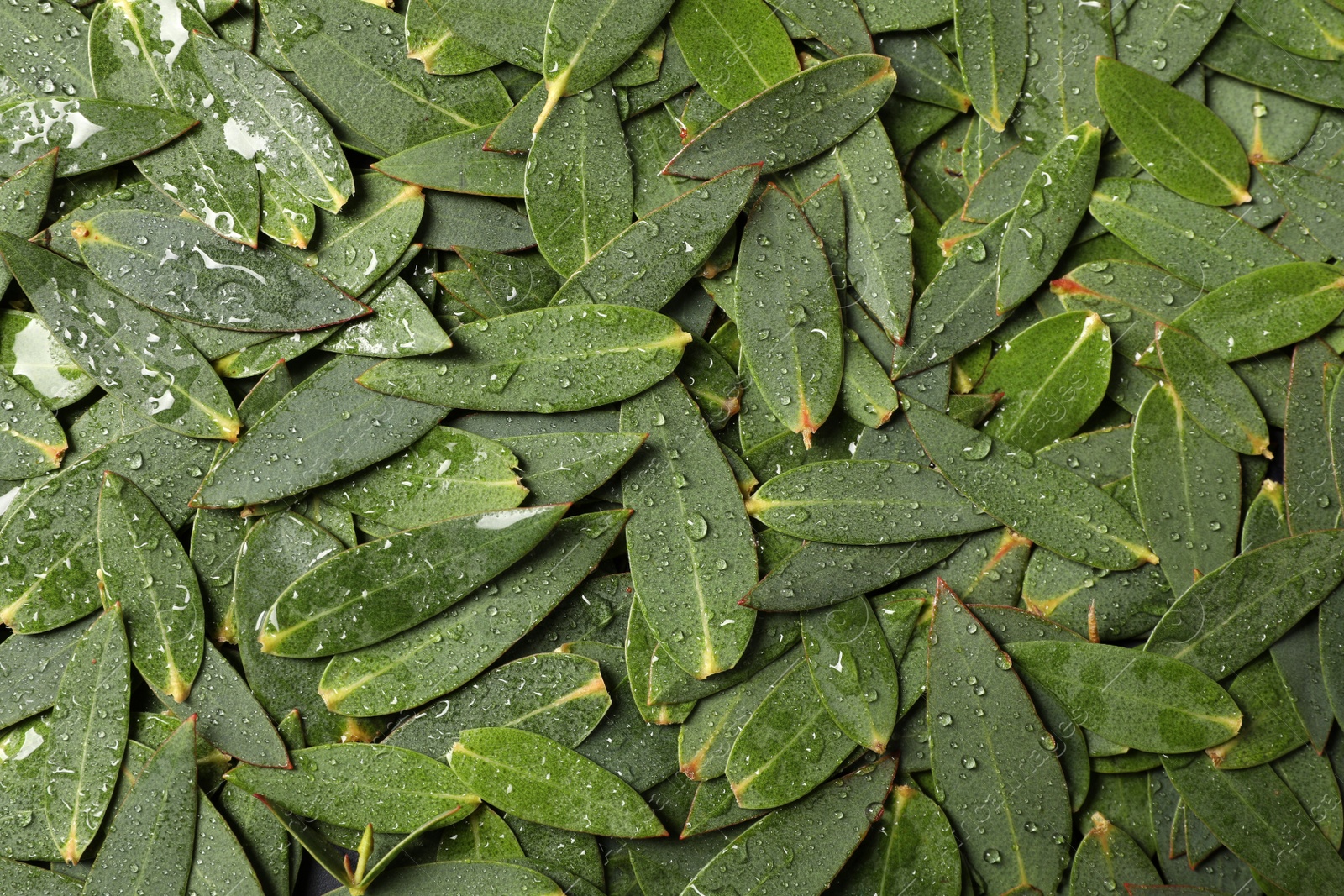 Photo of Many eucalyptus leaves with water drops as background, top view