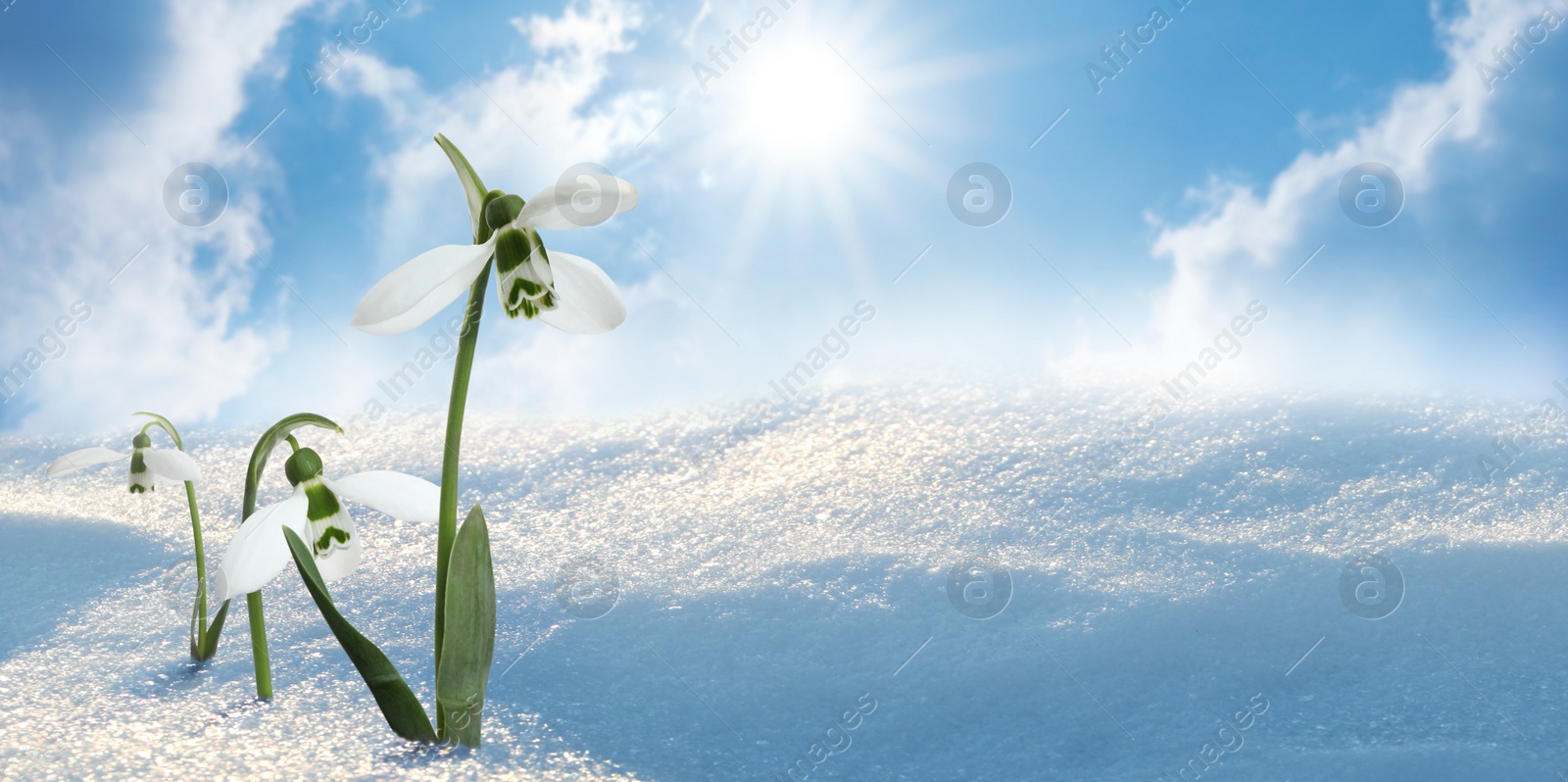 Image of Beautiful snowdrops growing through snow outdoors on sunny day, space for text. First spring flowers
