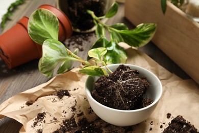 Exotic house plant in soil on table, closeup