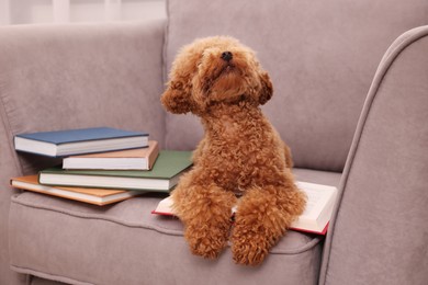 Cute Maltipoo dog with books on armchair. Lovely pet